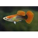 poecilia reticulata - guppy male koi 3cm