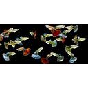 poecilia reticulata - guppy male mix 3cm