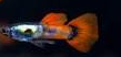 poecilia reticulata - guppy male platinum red 3cm