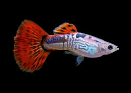 poecilia reticulata - guppy male red cobra 3cm