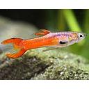 poecilia reticulata - guppy male red endler 2.5-2.7cm