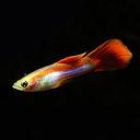 poecilia reticulata - guppy male red/pink metallic 3cm