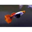 poecilia reticulata - guppy male red tail dumbo 3cm