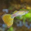 poecilia reticulata - guppy male snakeskin yellow 3cm