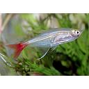 prionobrama filigera 3cm