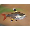 pristella ridley/maxillaris 3cm