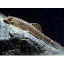 pseudogastromyzon meyersi 3cm