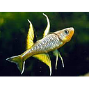 pseudomugil signifer 2-2.3cm