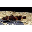 pseudomystus siamensis 4cm