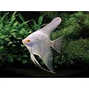 pterophyllum scalare albino red eye 4cm (body)