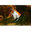 pterophyllum scalare koi 3.5cm (body)