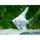 pterophyllum scalare platinum 3-3.5cm (body)
