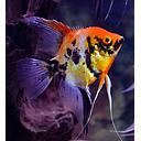pterophyllum scalare red devil marble 3-3.5cm