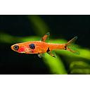 rasbora maculata 1.5cm