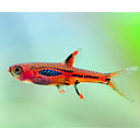 rasbora merah 1.8cm