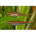 rasbora pauciperforata 4cm