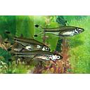 rasbora trilineata 4cm