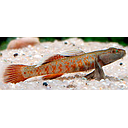 rhinogobius rainbow 5cm