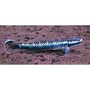stiphodon atropurpureus - neon blue goby 3.5-4cm