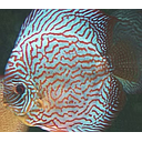 symphysodon aequifasciatus - discus texel briljant turquoise 8-10cm
