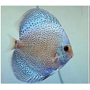 symphysodon aequifasciatus - discus texel eruption blue 8/10cm