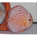 symphysodon aequifasciatus - discus texel eruption red 8-10cm