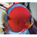 symphysodon aequifasciatus - discus texel red cover blue rim 8-10cm