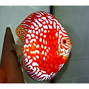 symphysodon aequifasciatus - discus texel red map / pigeon 8/10cm