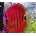 symphysodon aequifasciatus - discus texel san merah 8/10cm