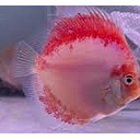 symphysodon - discus kohaku 6cm (body)