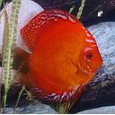 symphysodon - discus malboro red 8-10cm (body)