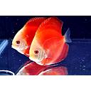 symphysodon - discus melon red 8-10cm (body)