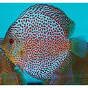 symphysodon - discus texel snakeskin blue 8-10cm (body)