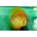 symphysodon - discus yellow 8-10cm (body)