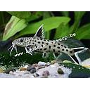 synodontis petricola 2.5-2.8cm
