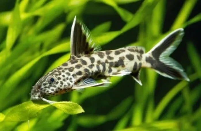 synodontis petricola 2.5-2.8cm