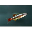 tanichtys albonubes 3cm