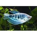 trichogaster blue marble 4cm