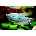 trichogaster blue spot 4.5-5cm