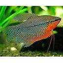 trichogaster leeri 4-5cm