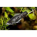 xyphophorus helleri black 4.5-5.5cm