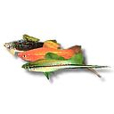 xyphophorus helleri colour mix 4.5-5.5cm