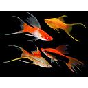 xyphophorus helleri colour mix lyretail 4-5cm