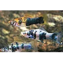 xyphophorus helleri marble black 4.5cm