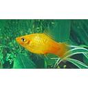 xyphophorus maculatus - platy gold 2.5-3cm