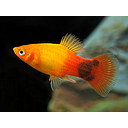 xyphophorus maculatus - platy mickey mouse gold 2.5-3cm