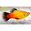 xyphophorus maculatus - platy orange gold wagtail 2.5-3cm