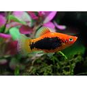 xyphophorus maculatus - platy tuxedo gold 2.5cm
