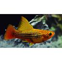 xyphophorus maculatus - platy variatus hawai 2.5-3cm