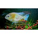 acarichthys heckelii 4-4.5cm